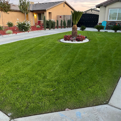Sod Installation