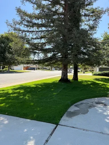 Sod Installation