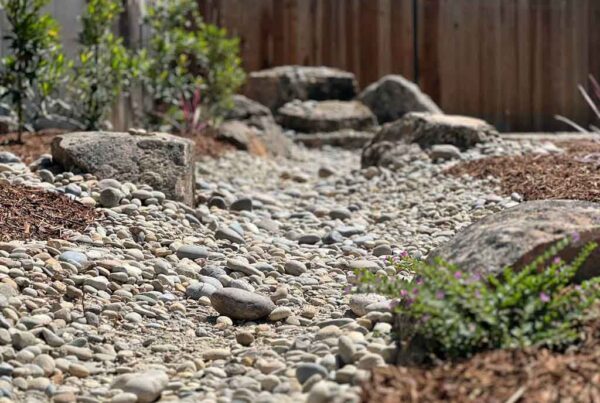 Drought-Tolerant Landscaping