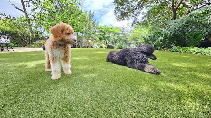 Artificial Turf & Putting Greens