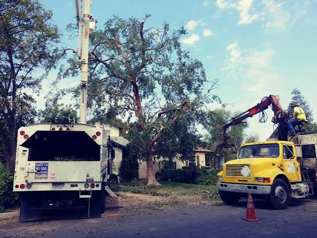 Tree Pruning & Trimming