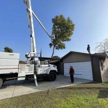 Tree Removal