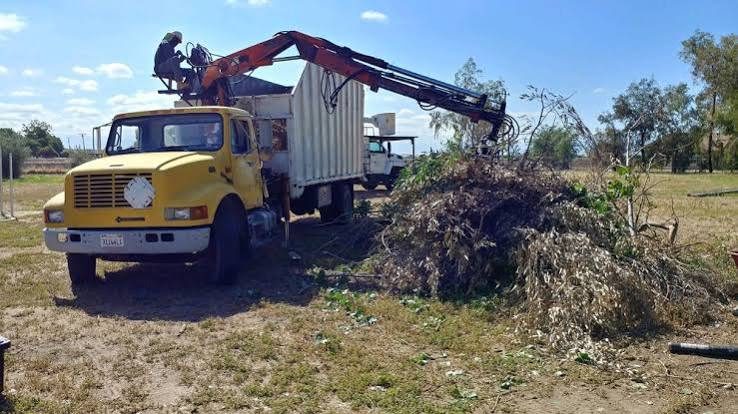Tree Removal