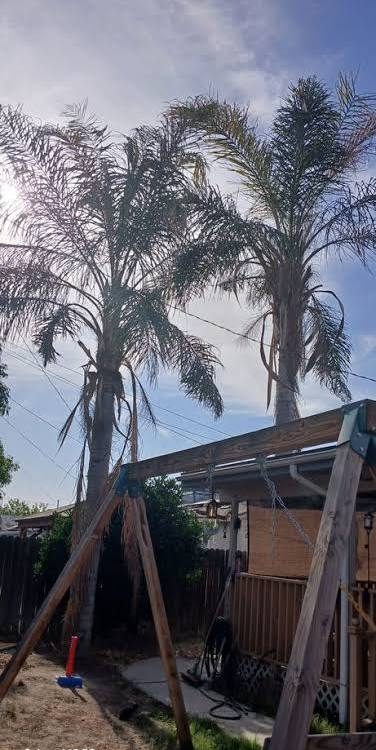 Palm Tree Service