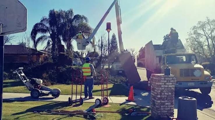 Palm Tree Service