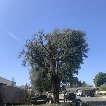 CERVANTES TREE SERVICE project photo