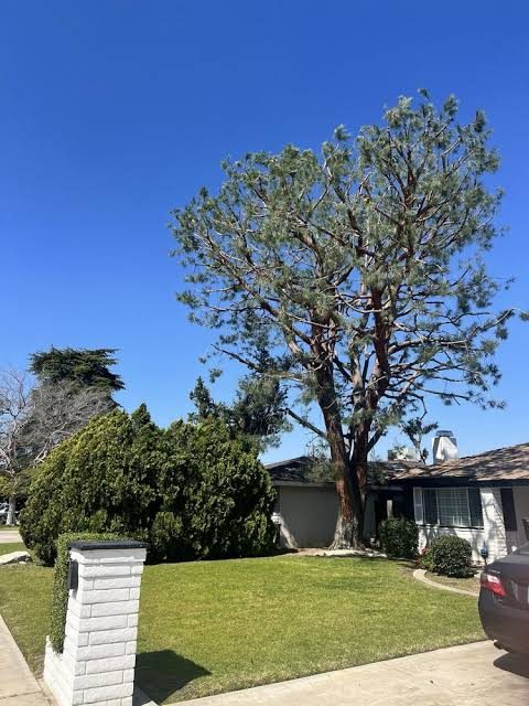 CERVANTES TREE SERVICE project photo