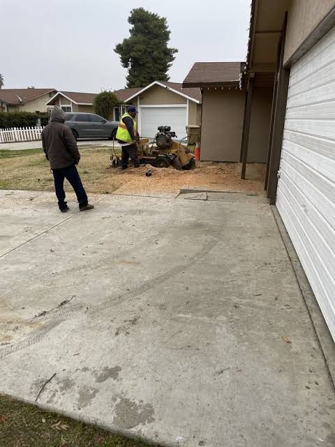 CERVANTES TREE SERVICE project photo